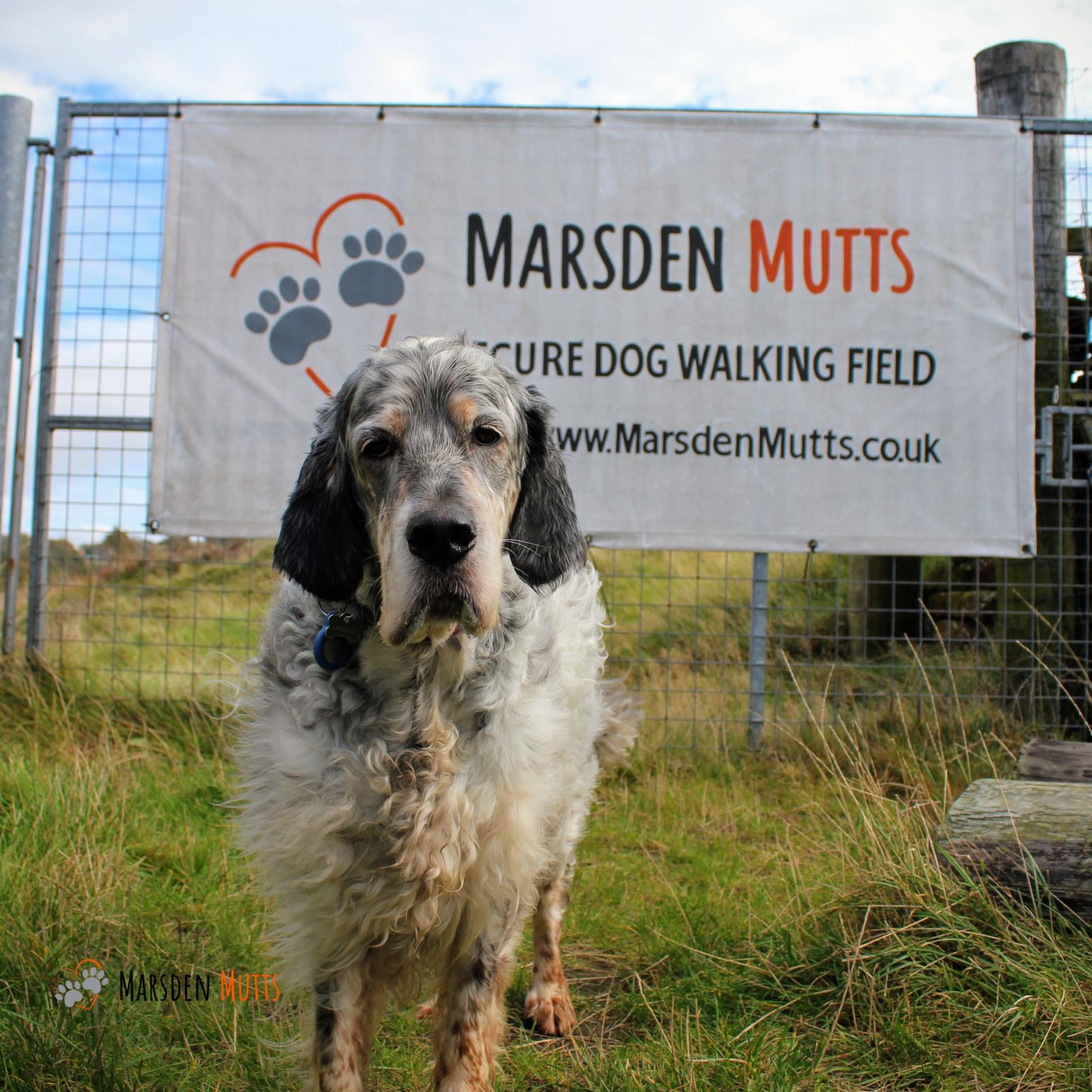 English Setter at the Marsden Mutts secure dog walking field gate